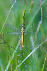 Orthetrum cancellatum, Inmature femmale, DRAGONFLY, Ormaiztegi, Gipuzkoa, Basque Country, Spain, Europe