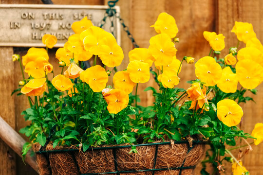 Yellow Pansies In Hanging Basket