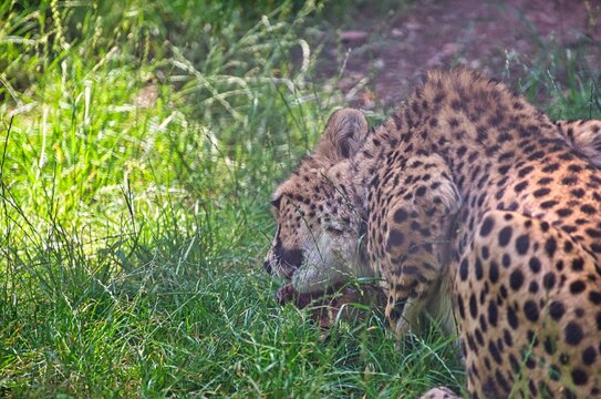 Leopard eating from a goat