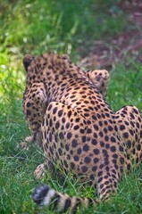 Leopard eating from a goat