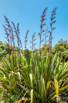 New Zealand flax