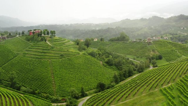 Vineyards  along the Prosecco road near Valdobbiadene Treviso Italy