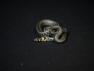 Photo of a snake in the studio on a black background