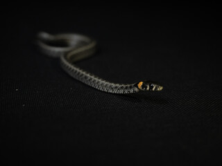 Photo of a snake in the studio on a black background