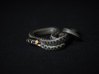 Photo of a snake in the studio on a black background