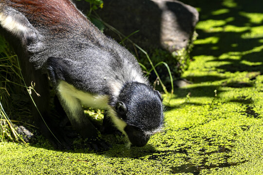 Diana Money, Cercopithecus diana, drinks water from an overgrown pond
