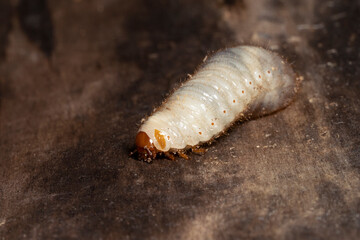 Larva of Rose chafer  close-up. Cetonia aurata or the green rose chafer. Place for text