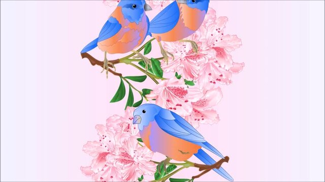 Video seamless loop animation of illustration vertical seamless background border small  birds Bluebirds  thrush and light pink rhododendron branch watercolor vintage motion