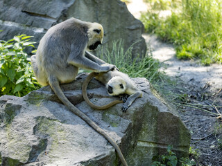 The Northern Plains Gray, Semnopithecus entellus, the female takes care of the young's fur