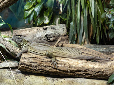 A large male Philippine sailfin lizard, Hydrosaurus pustulatus, lies on a trunk above the water