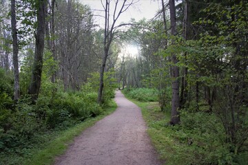 Path in the forest