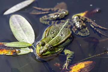 A large male Edible frog, Pelophylax esculentus, swims in a tangle of aquatic plants