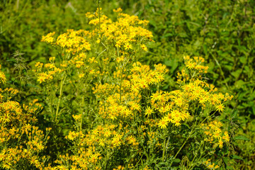 Jakobs-Greiskraut - Senecio jacobaea