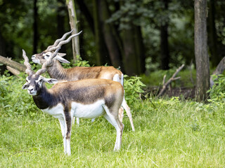 The male Blackbuck, Antilope cervicapra, stands in the shade on a forest glade