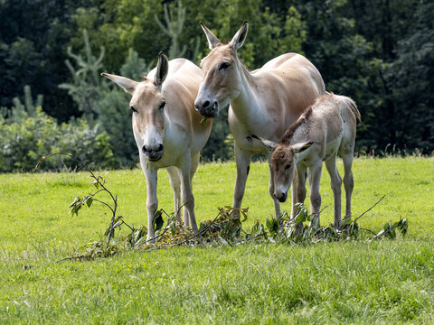 A herd of rare Equus hemionus onager, Persian wild ass, graze on green grass
