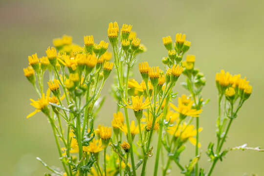A close up of common ragwort flowers in the evening sunshine