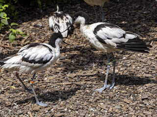 The pied avocet, Recurvirostra avosetta, has a thin beak turned upwards