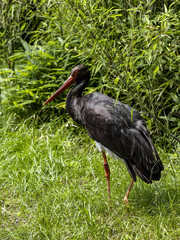 The Black Stork, Ciconia nigra, stands on the edge of dense vegetation