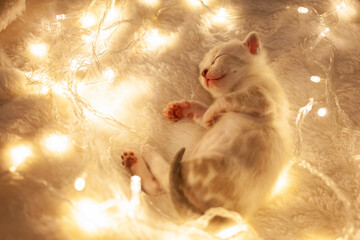 A white tiger Bengal kitten lies on a beige background next to Christmas yellow lights lanterns....