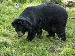 Fototapeta premium Portrait of a big Asian bear with a white bib, Asian black bear, Ursus thibetanus,