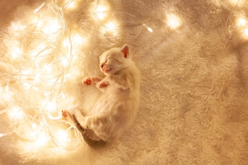 A white tiger Bengal kitten lies on a beige background next to Christmas yellow lights lanterns. New Year's Eve, empty space for text. Cute kitten, love for pets, sweet pink pads on the paws.