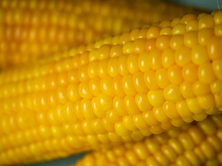 Sweet hot corn on white table