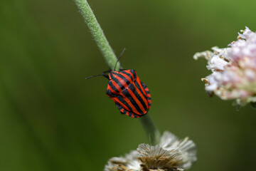 beetle climbing a flower