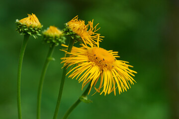 Große Telekie (Telekia speciosa)