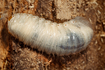 Larva of Rose chafer  close-up. Cetonia aurata or the green rose chafer.