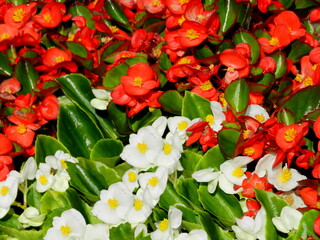 Red (orange) white rieger begonia flowers pattern background & begonia (semperflorens) leaf in garden landscape. Begonia wax flower with leaves for garden design