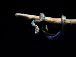 Photo of a snake in the studio on a black background