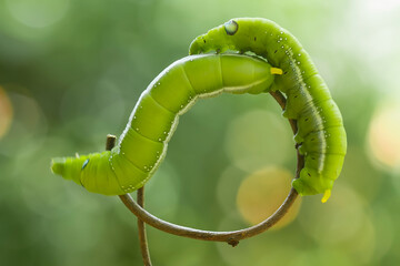 green caterpillar on a branch
