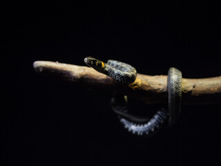 Photo of a snake in the studio on a black background