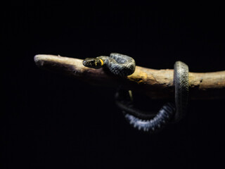 
Photo of a snake in the studio on a black background