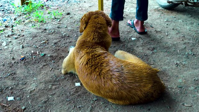 brown fur dog sitting on the side of a road and seeing very innocently. Cute homeless indian street dog breathing heavily in monsoon. Close-up of lonely dogs in India