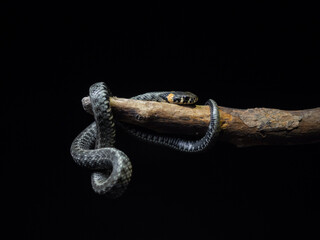 
Photo of a snake in the studio on a black background