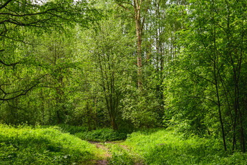 Summer forest in sunlight scenery road (footpath) of green grass & foliage. Pathway in scene spring forest nature background. Vivid july day in green leaves sunlight forest & narrow road path way far