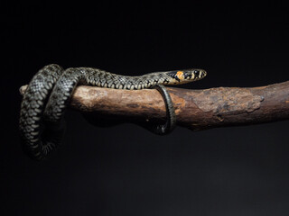 
Photo of a snake in the studio on a black background