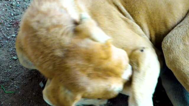 brown fur dog sitting on the side of a road and seeing very innocently. Cute homeless indian street dog breathing heavily in monsoon. Close-up of lonely dogs in India