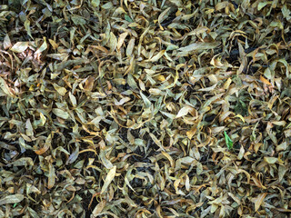 dry leaves in autumn in the park