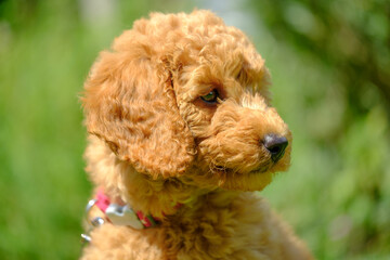 Young apricot coloured miniature poodle puppy seen at 8 weeks old. Showing her beautiful portrait, seen in an outdoor location during exercise.