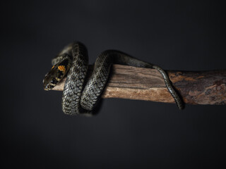 
Photo of a snake in the studio on a black background