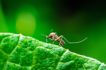 Dangerous Zika Infected Mosquito on Green Background. Leishmaniasis, Encephalitis, Yellow Fever, Dengue, Malaria Disease, Mayaro or Zika Virus Infectious Culex Mosquito Parasite Insect Macro.