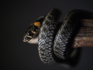 
Photo of a snake in the studio on a black background