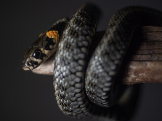 
Photo of a snake in the studio on a black background