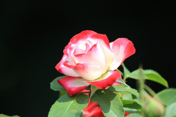 bright beautiful roses in  botanical garden