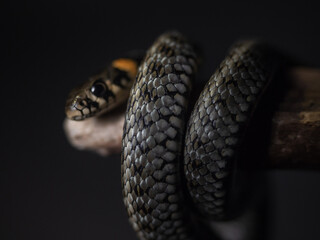 
Photo of a snake in the studio on a black background