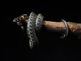 
Photo of a snake in the studio on a black background