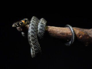 
Photo of a snake in the studio on a black background