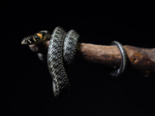 
Photo of a snake in the studio on a black background